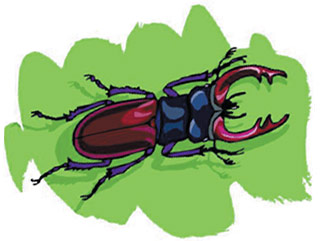 summer-beetle-bug