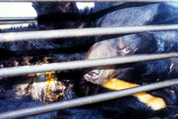 Chinese bear bile farm