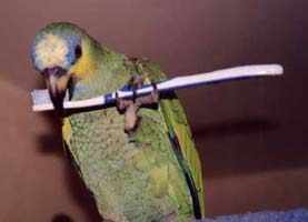 Coco, Amazon parrot brushing beak