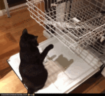 dishwasher gif 