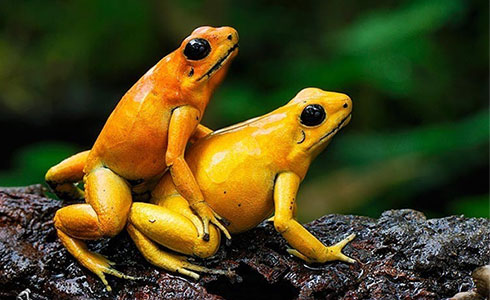 sex-frogs
