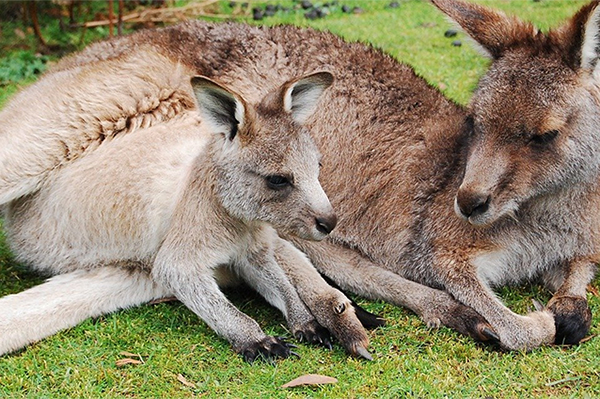 baby kangaroo joey
