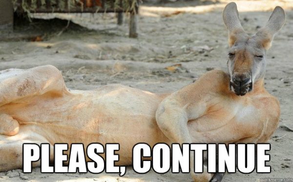 kangaroo lying down 