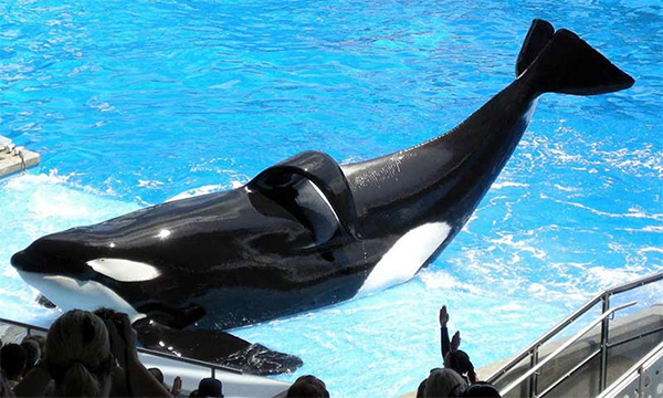 Killer Whale Shamu in captivity