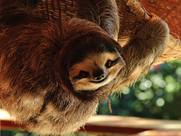 Buttercup the Sloth
