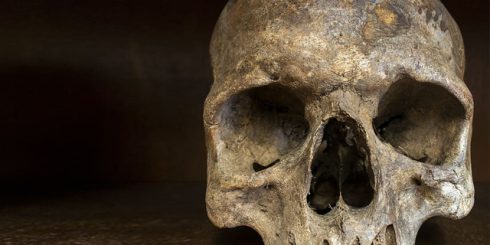 biological anthropology skull